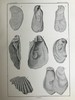 1894年 新泽西中新世地层软体与甲壳动物化石图鉴 24页版画插图 漆布精装大16开 商品缩略图7