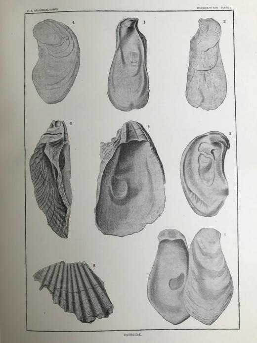 1894年 新泽西中新世地层软体与甲壳动物化石图鉴 24页版画插图 漆布精装大16开 商品图7