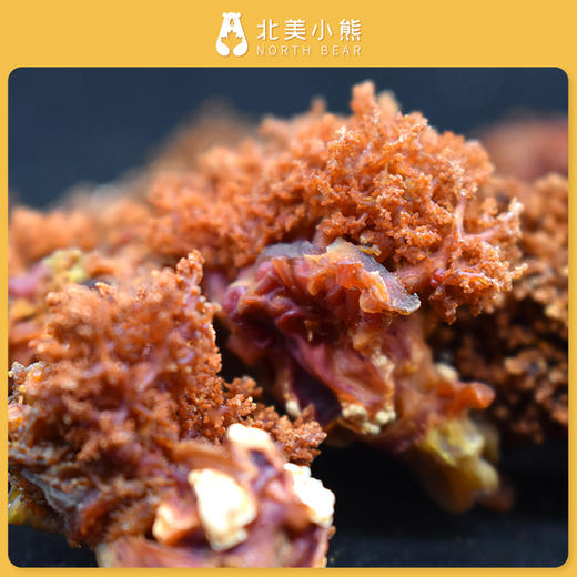 加拿大北极海参花1磅装#宁波仓 商品图1