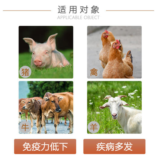 【黄芪维康】巨龙动保抗病毒增强免疫黄芪多糖100/500g 商品图4