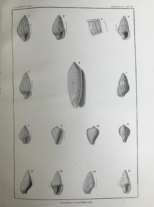 1894年 新泽西中新世地层软体与甲壳动物化石图鉴 24页版画插图 漆布精装大16开 商品图10