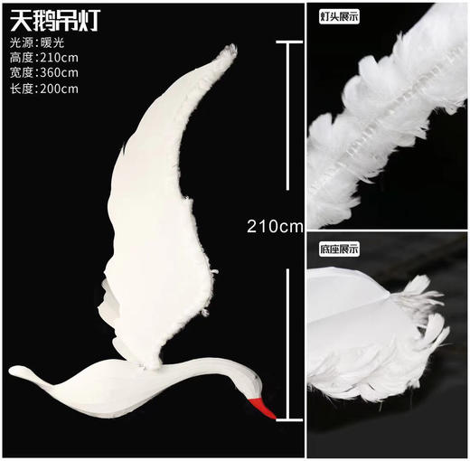 天鹅【运费自理】 商品图1