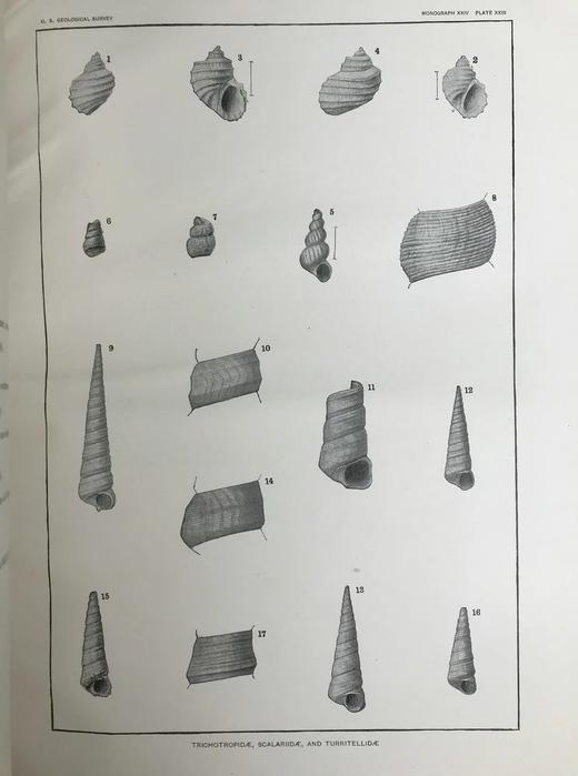 1894年 新泽西中新世地层软体与甲壳动物化石图鉴 24页版画插图 漆布精装大16开 商品图8