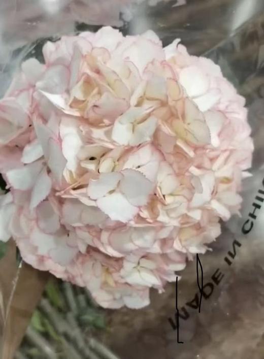 龙元绣球-【弗拉明戈】 商品图0