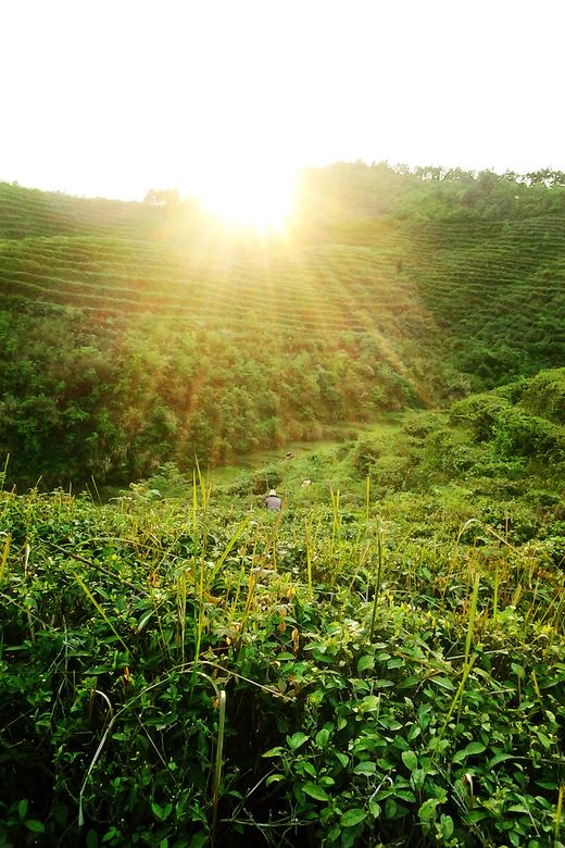 明视茶  50克 商品图0