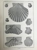 1894年 新泽西中新世地层软体与甲壳动物化石图鉴 24页版画插图 漆布精装大16开 商品缩略图5