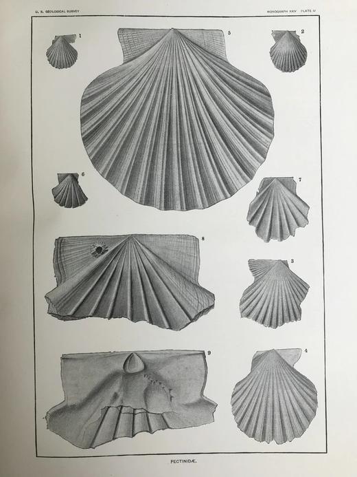 1894年 新泽西中新世地层软体与甲壳动物化石图鉴 24页版画插图 漆布精装大16开 商品图5