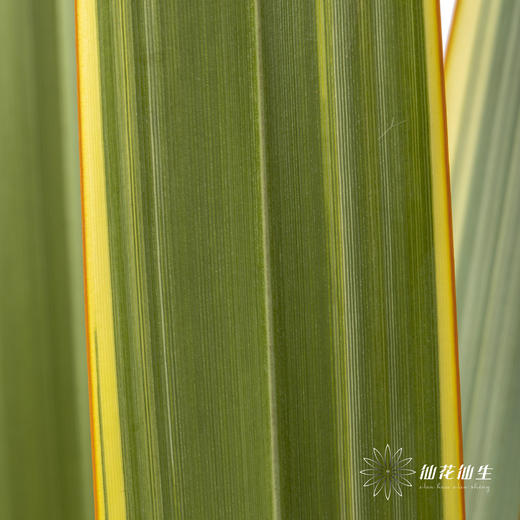 纽西兰叶 | 金边 商品图1