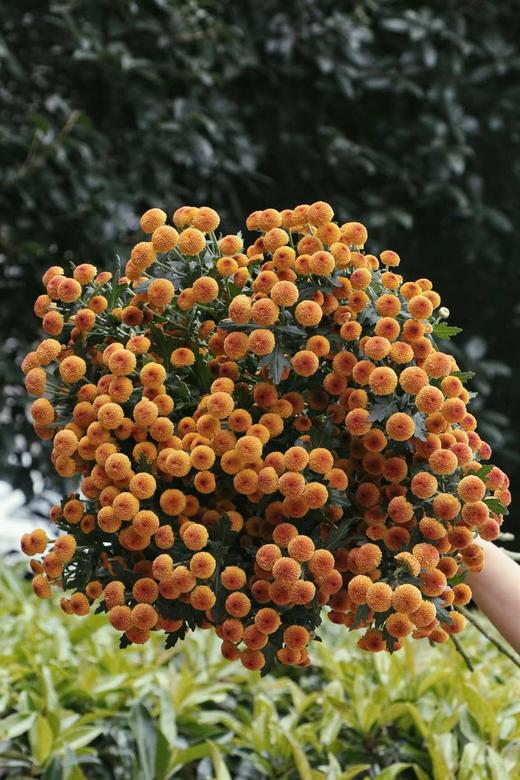 【周四团购】秋色纽扣雏菊39.8元 2人拼团 商品图1