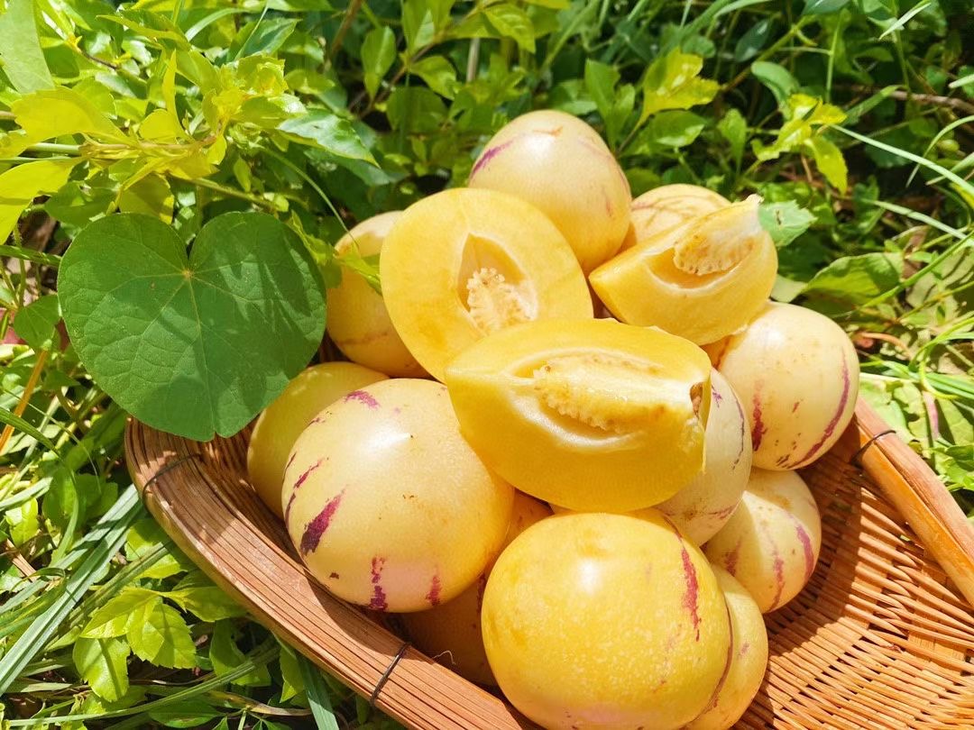 新品推荐 云南石林树上熟人参果 5斤中果 10.13