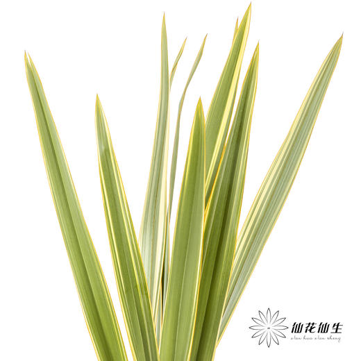 纽西兰叶 | 金边 商品图2