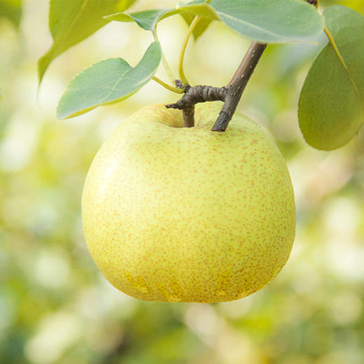 【时令回归】被回购了三年的 安徽砀山酥梨·原产地直发 净重4.5-5斤  单果200克 商品图2