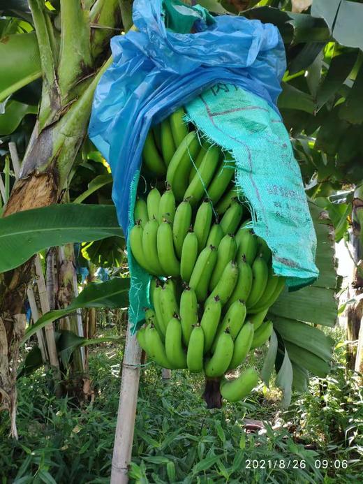 合作产品/ 生态香蕉 （ 青香蕉发货，收货后需要物理催熟） 商品图8