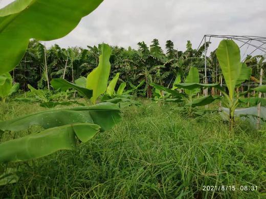 合作产品/ 生态香蕉 （ 青香蕉发货，收货后需要物理催熟） 商品图7