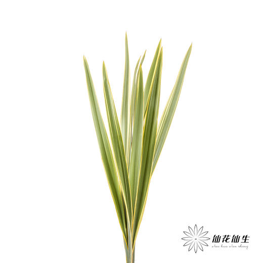 纽西兰叶 | 金边 商品图0