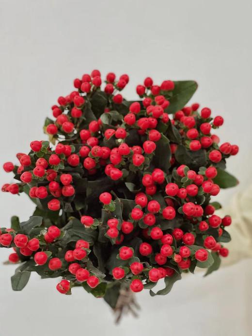 【周四秒杀】A级相思豆一把39.8元 商品图0