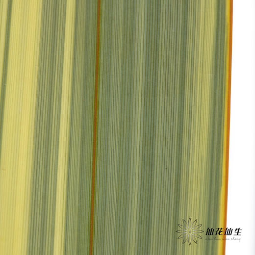 纽西兰叶 | 金边 商品图4