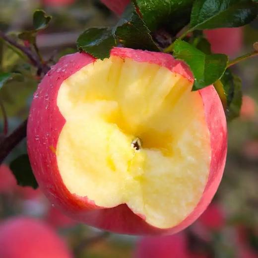 【泾川馆-艺果优品】艺果优品 甘肃泾川山地红富士苹果 商品图0