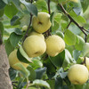 【时令回归】被回购了三年的 安徽砀山酥梨·原产地直发 净重4.5-5斤  单果200克 商品缩略图0