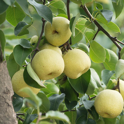 【时令回归】被回购了三年的 安徽砀山酥梨·原产地直发 净重4.5-5斤  单果200克 商品图0