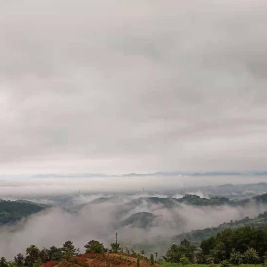 丨有机丨柠檬 3斤 5斤装 商品图4