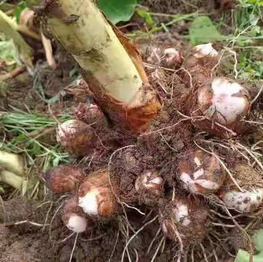 【荔浦大芋头/牛奶小芋头】养生食品多吃芋头，年年有余！口感细腻润滑，粉而不黏，糯性强，果实饱满，结实易熟 商品图5