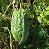 生态苦瓜 | 绿家自产*Eco-momordica charantia | Self-production 商品缩略图4