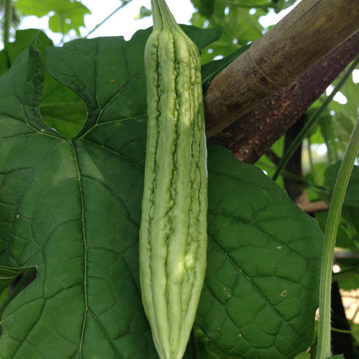 生态苦瓜 | 绿家自产*Eco-momordica charantia | Self-production 商品图1