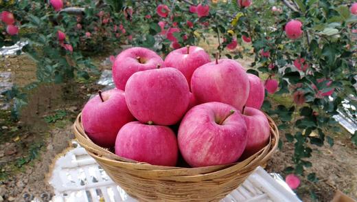 【泾川馆-艺果优品】艺果优品 甘肃泾川山地红富士苹果 商品图3