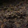黑茶 | 湘益茯茶 砖茶礼盒 2021年旗帜茯茶1kg 商品缩略图3