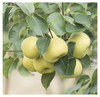 【时令回归】被回购了三年的 安徽砀山酥梨·原产地直发 净重4.5-5斤  单果200克 商品缩略图1