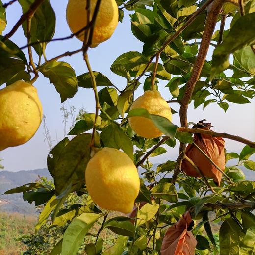 丨有机丨柠檬 3斤 5斤装 商品图2