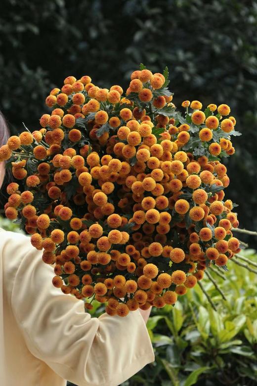 【周四团购】秋色纽扣雏菊39.8元 2人拼团 商品图0