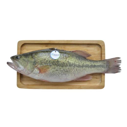 通威加州鲈鱼 约400g/条 商品图1