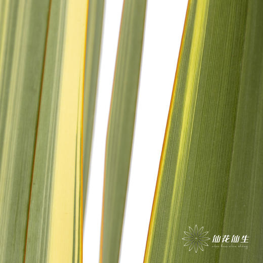 纽西兰叶 | 金边 商品图5