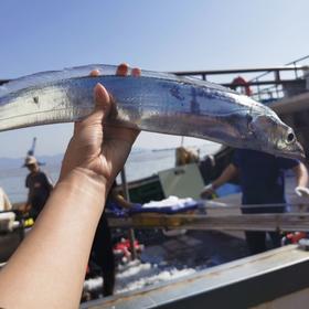 舟山野生 海鲜