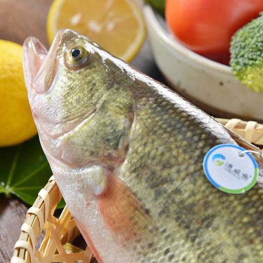 通威加州鲈鱼 约400g/条 商品图2