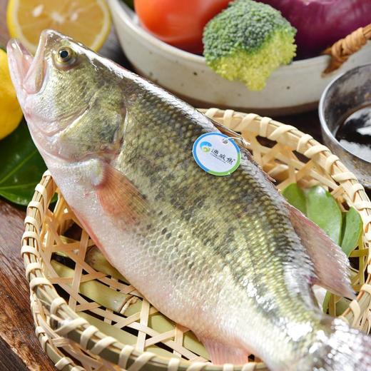 通威加州鲈鱼 约400g/条 商品图3