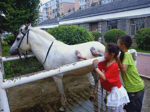 【教育实践活动·团体定制】御马苑~皇家小骑士养成记！感受骑马的乐趣！（8组家庭成团） 商品图4