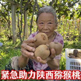 紧急扩散，陕西绿心猕猴桃路受困价格暴跌；当地果价贱到尘埃，别让农民再次受伤，您的一次爱心支持能带来无限希望！