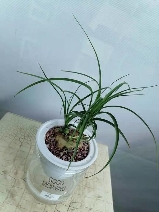 水培酒瓶兰 商品图1