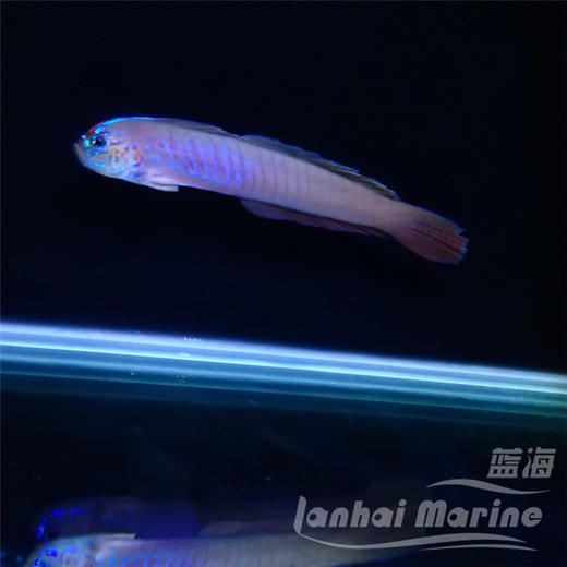 蓝剃刀虾虎 商品图1