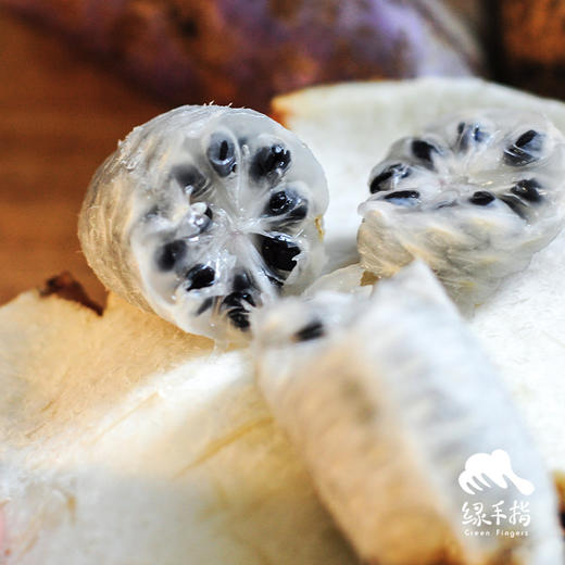 生态八月瓜 | 合作生产*Eco-holboellia latifolia | Coproduction 商品图5