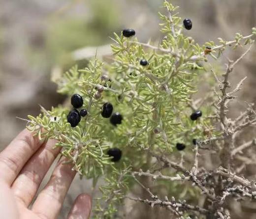 天然生长 自然晾晒 【青海野生黑枸杞】 商品图3