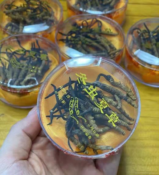 冬虫夏草（青海玉树产） 商品图2