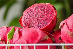 清甜！来尝秋天的第一个火龙果···