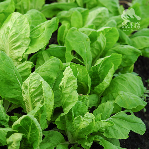 生态快菜 | 绿家自产*Ecological shortorder | Self-production 商品图1