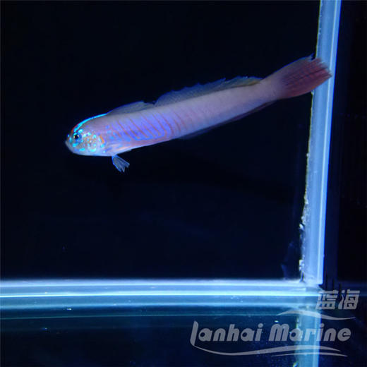 蓝剃刀虾虎 商品图2