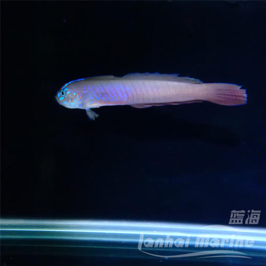 蓝剃刀虾虎 商品图3