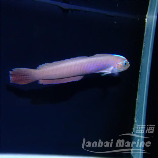 蓝剃刀虾虎 商品图6